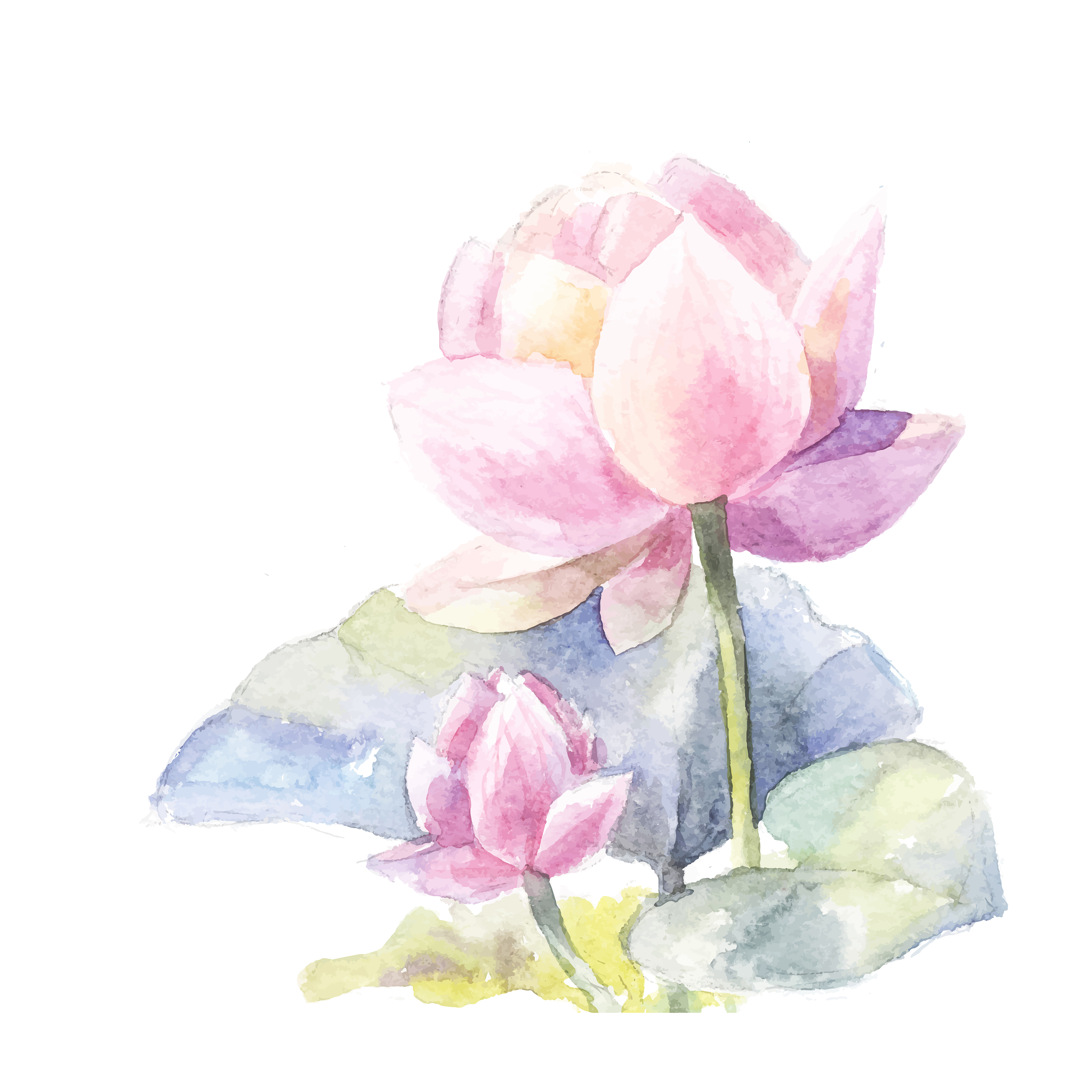 Цветок лотоса акварелью на белом фоне