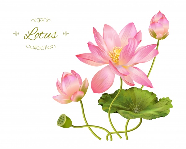 Lotus Flowers ((eps (52 files)