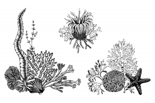 Vintage Seaweeds Illustrations ((eps (30 files)