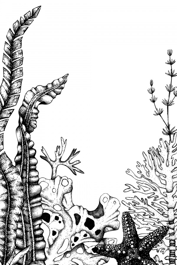 Vintage Seaweeds Illustrations ((eps - 2 (29 files)