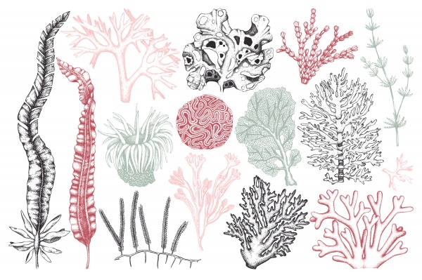 Vintage Seaweeds Illustrations ((eps - 2 (29 files)
