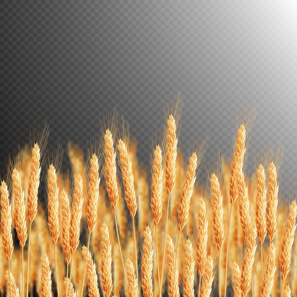 Wheat heads of grain rye grain seed ((eps (26 files)