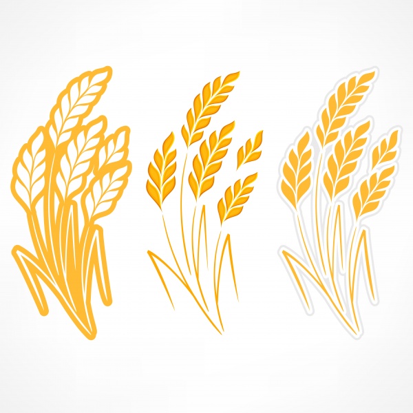 Wheat heads of grain rye grain seed ((eps - 2 (24 files)