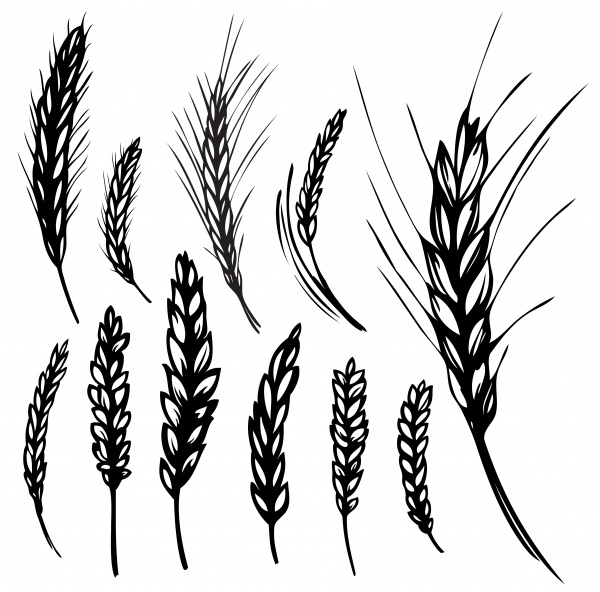 Wheat heads of grain rye grain seed ((eps - 2 (24 files)
